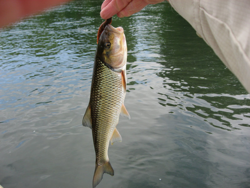 Juniata River Fallfish