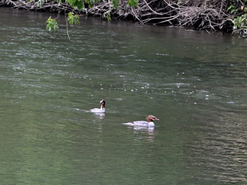 Common Mergansers (Adults)