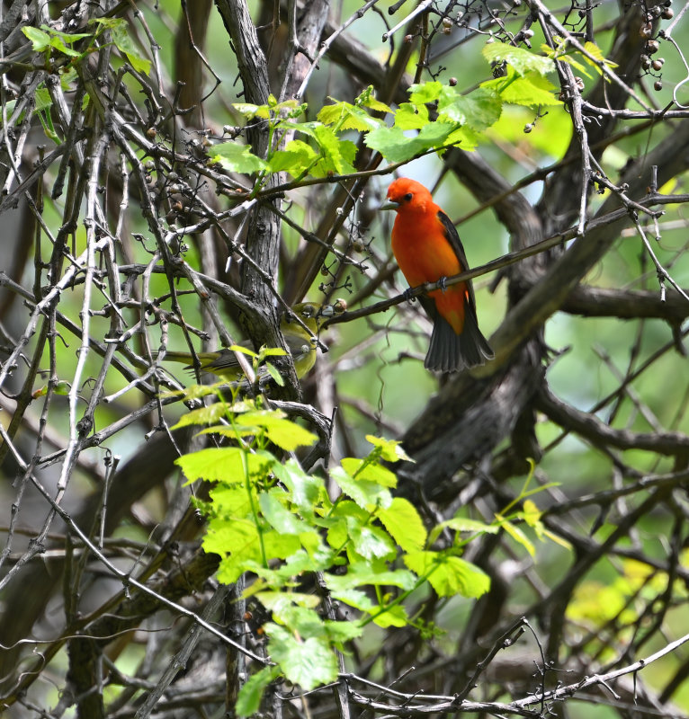 Scarlet Tanagers (Pair)