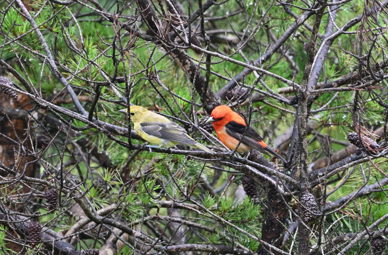 Scarlet Tanagers