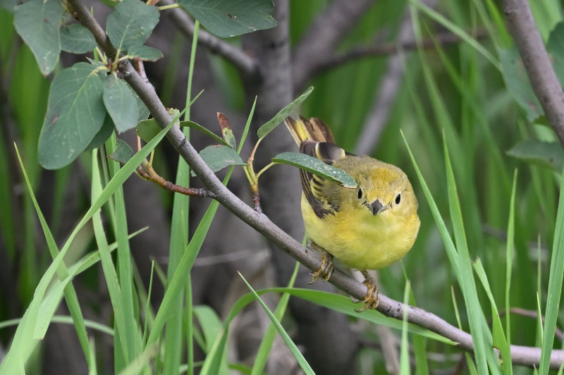 Yellow Warbler (F)