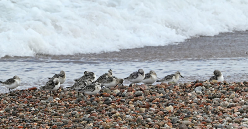 Sanderlings