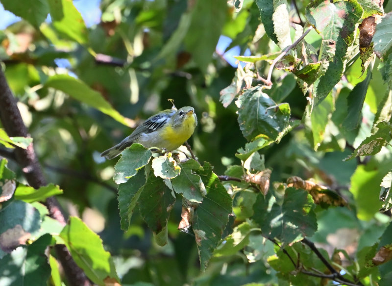 Northern Parula (Immature)