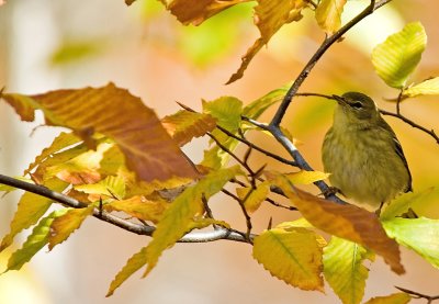 Warbler in Beech Tree