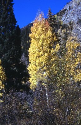 Colorado Fall Colors