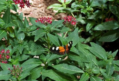 Melpomene Longwing Butterfly