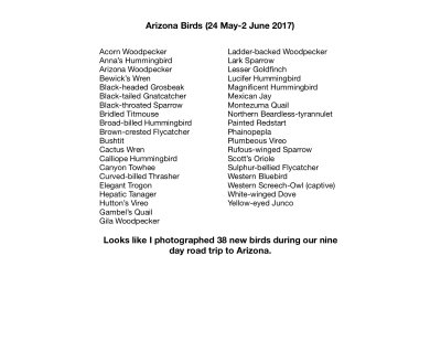 Arizona Bird List