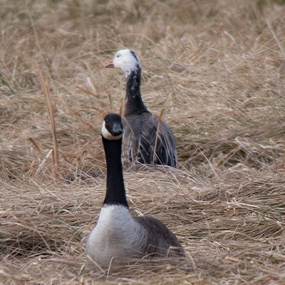 Snow Goose (Blue Morph)