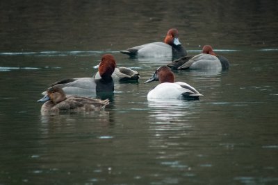 Redheads & Canvasback