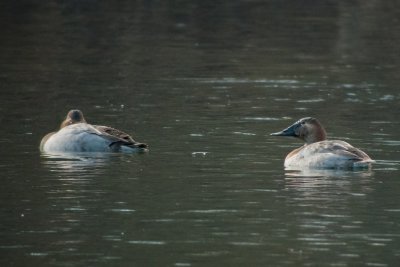 Canvasbacks