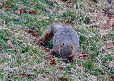 Fox Squirel