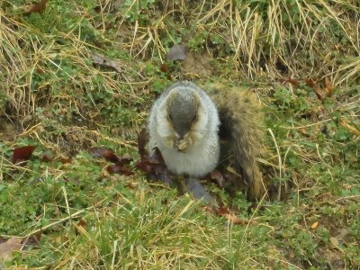 Fox Squirel