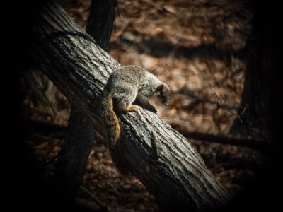 Fox Squirrel