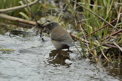 Rusty Blackbird