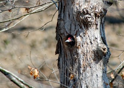 Pileated Woodpecker (Male)