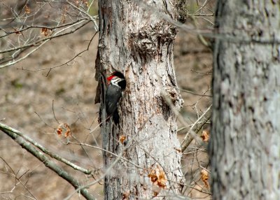 Pileated Woodpecker (Female)