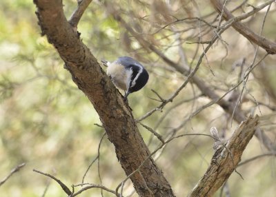 Red-breasted Nuthatch