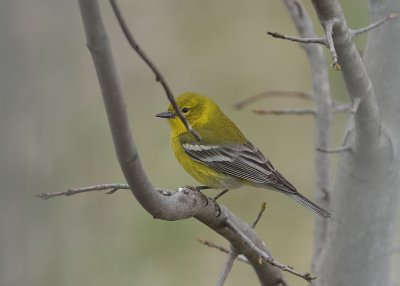 Pine Warbler