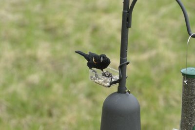 Red-winged Blackbird