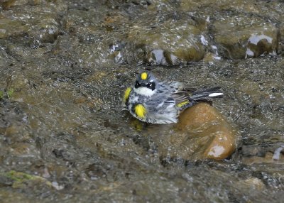 ^Yellow-rumped  -  Myrtle Warbler