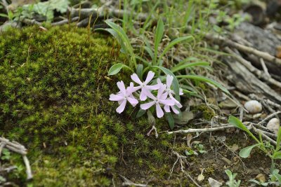 Wildflower - Silene caroliniana - Wild Pink