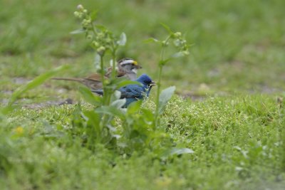 Indigo Bunting (Male)