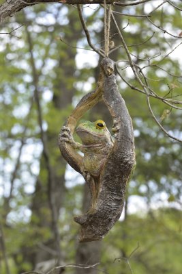 Frog Decor has gone Native