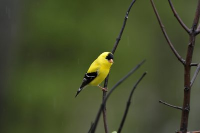 American Goldfinch (Male)