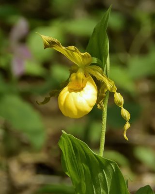 Yellow Lady Slipper