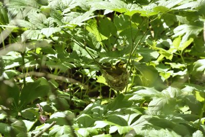 Hooded Warbler on Nest