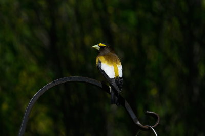 Evening Grosbeak (Male)