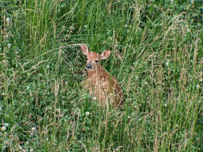 Whitetail Fawn