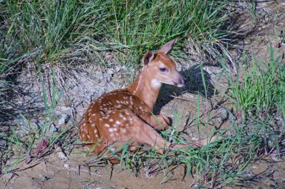 'Newest Neighbor'