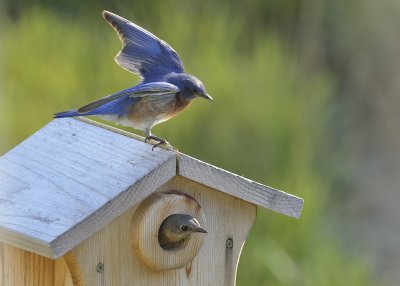 Eastern Bluebirds (Pair)