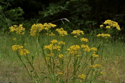 Wild Yellow Ragwort