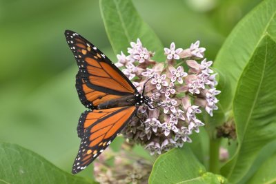 Male Monarch Butterfly