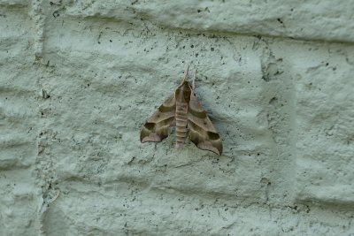 Virginia Creeper Sphinx moth