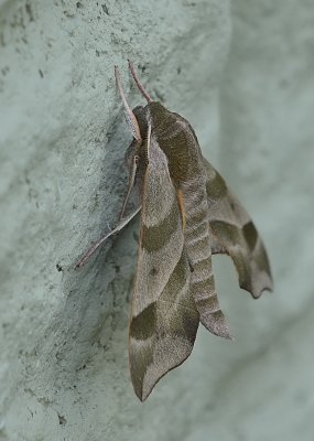 Virginia Creeper Sphinx moth