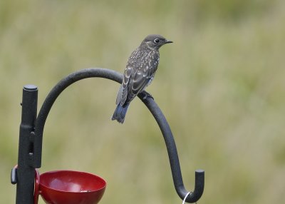 Eastern Bluebird (Immature)