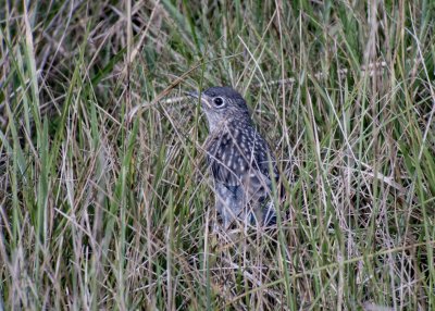 Eastern Bluebird (Immature)