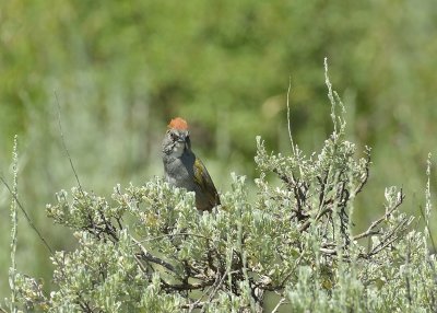 Green-tailed Towhee (Male)