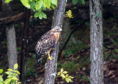 Red-shouldered Hawk (Immature)