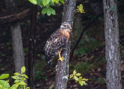 Red-shouldered Hawk (Immature)