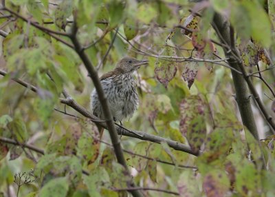 Brown Thrasher (Immature)