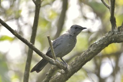 Gray Catbird (Immature)