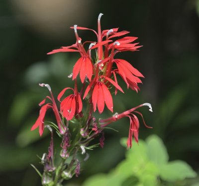 Wild Cardinal Flower