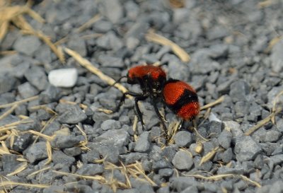 Red Valvet (Ant)