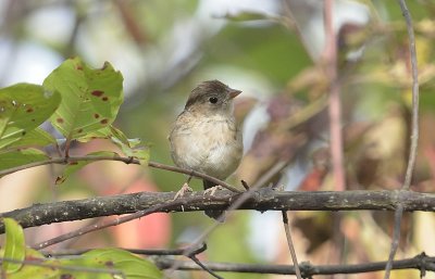 Field Sparrow (Immature)