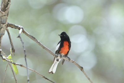 Painted Redstart