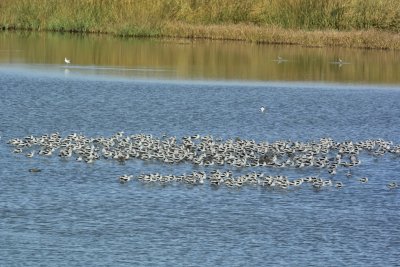 American Avocets